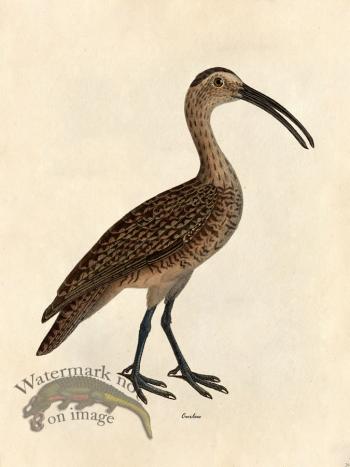 Curlew - Tribute Bd 26